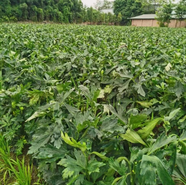 江油附子种植基地