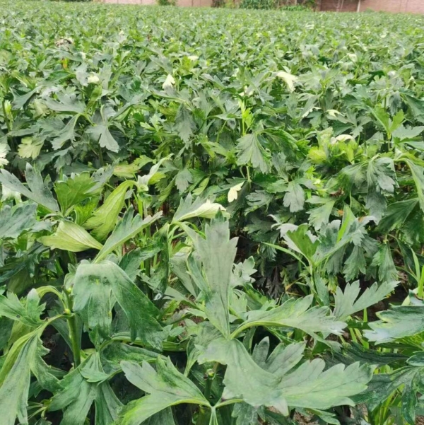 江油附子种植基地