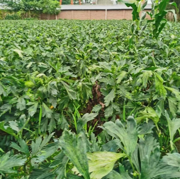 江油附子种植基地