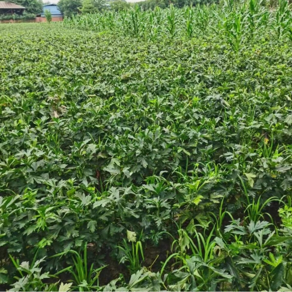 江油附子种植基地