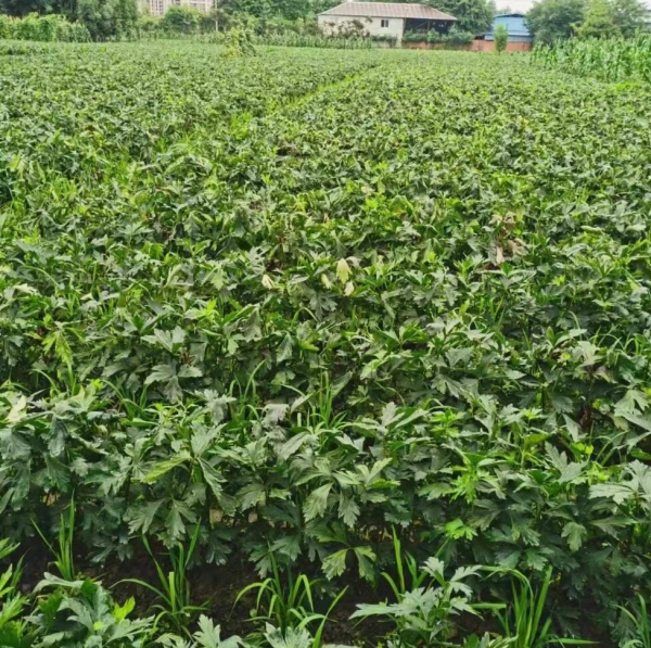 江油附子种植基地