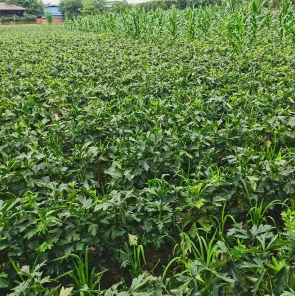 江油附子种植基地