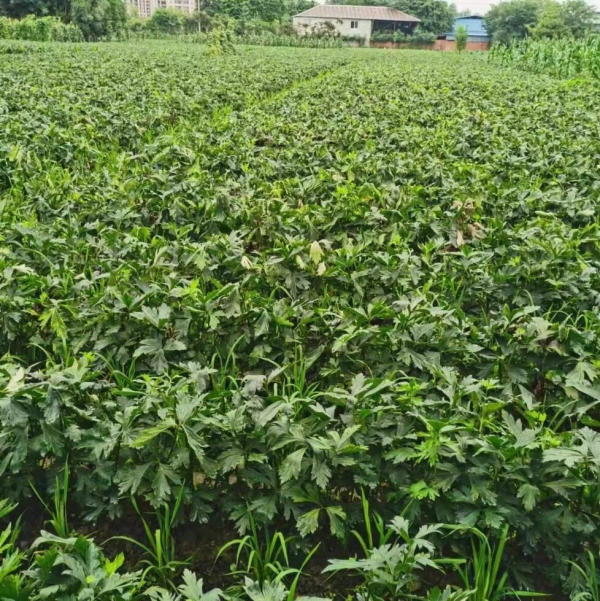 江油附子种植基地